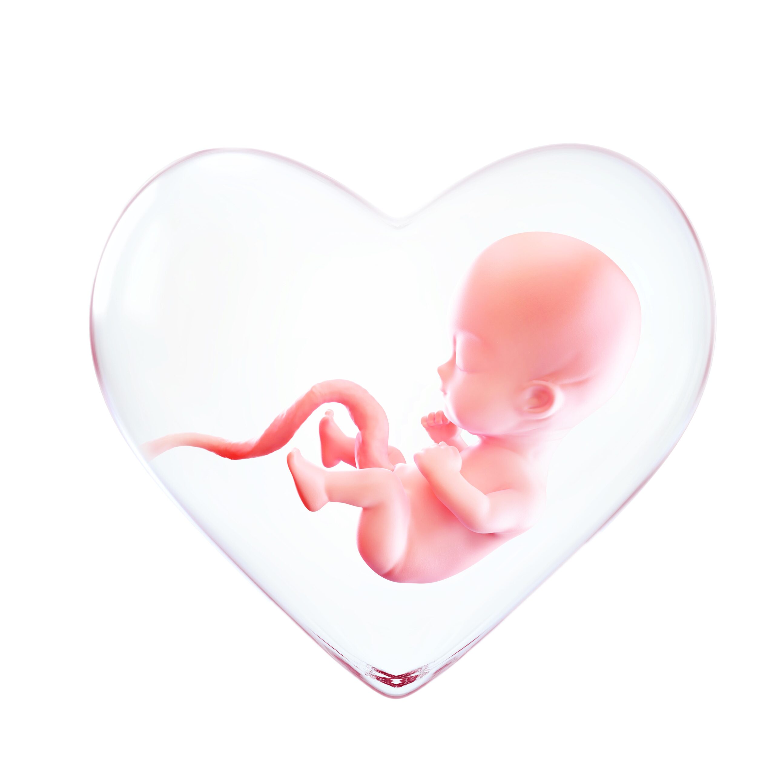 fetus inside the heart shape of womb, Love of mother concept, medically accurate 3d illustration of a fetus in week with Clipping path.